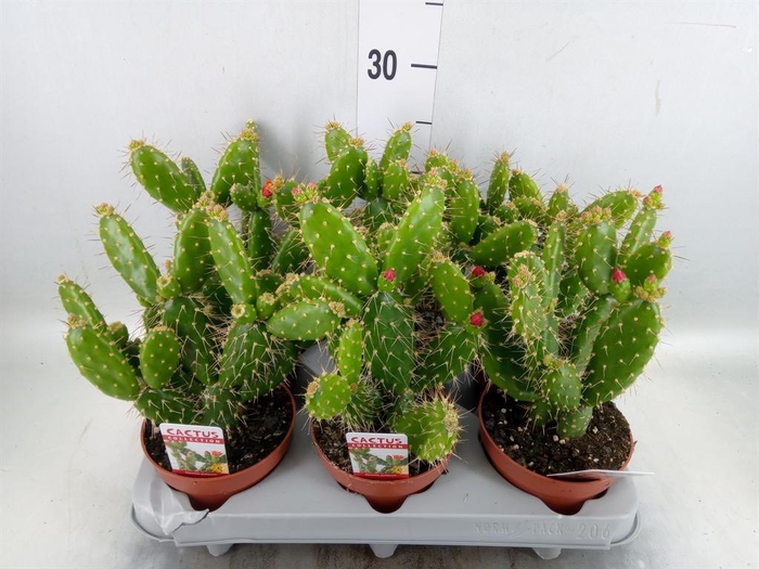 <h4>Opuntia</h4>
