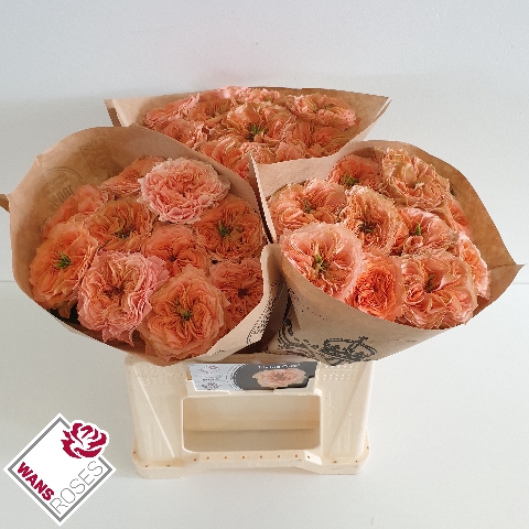 <h4>R GR LIVING CORAL</h4>