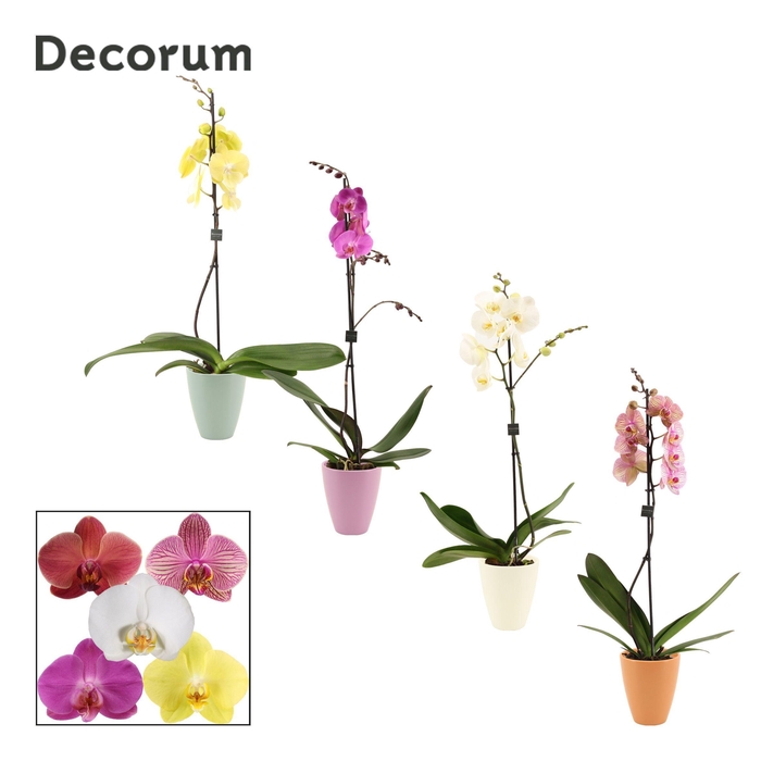 <h4>Phalaenopsis 1 tak 9+ mix in Carly (Craft world-collection)</h4>