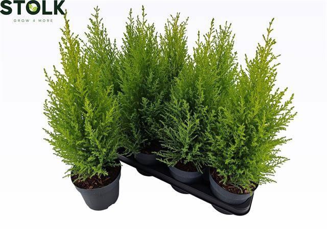 arr8 Cupr Ma Goldc Wilma