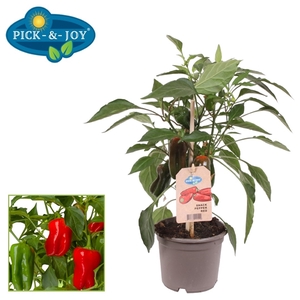 PICK-&-JOY® Snack Pepper Red 12CM