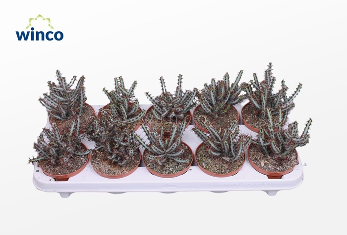 <h4>Euphorbia Aeruginosa</h4>