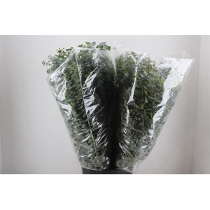 Euca Baby Blue 200gr P Bunch