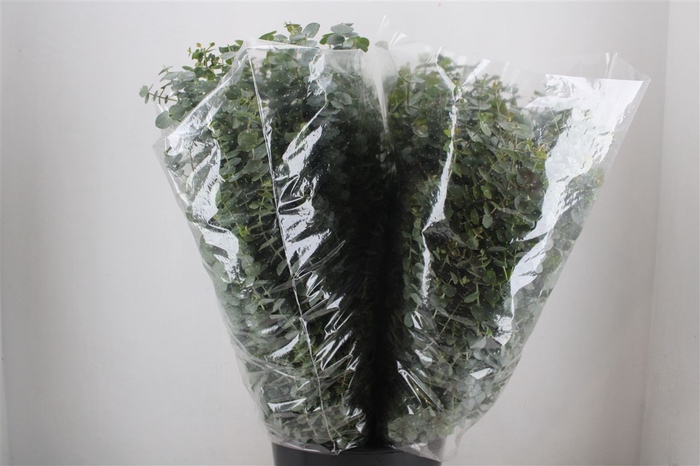 <h4>Euca Baby Blue 200gr P Bunch</h4>