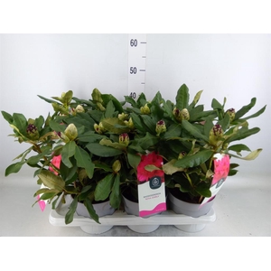Rhododendron   ...