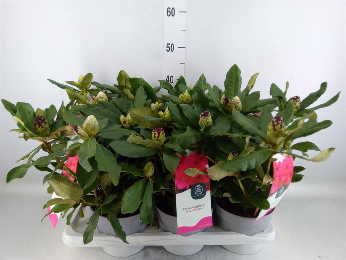 <h4>Rhododendron   ...</h4>