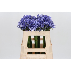 Agapanthus Intermedia