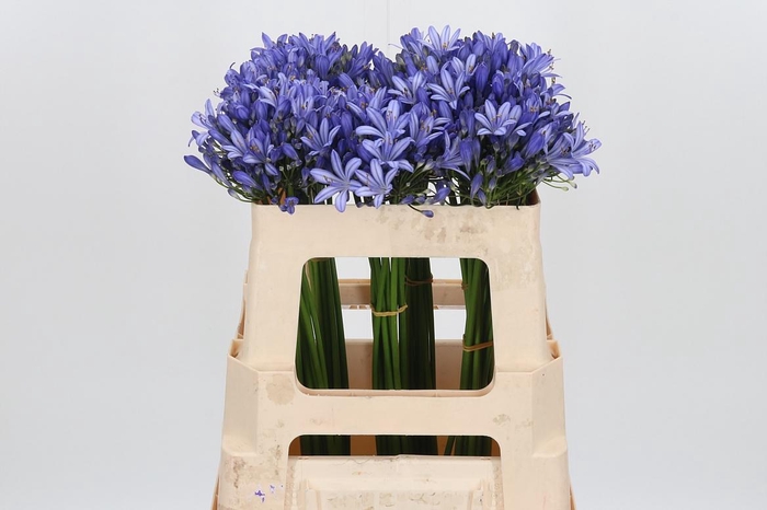 <h4>Agapanthus Intermedia</h4>