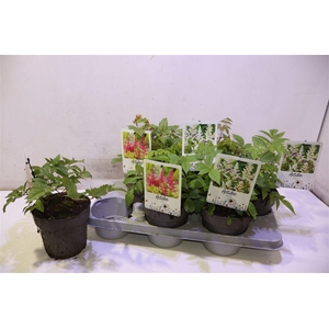 arr8 Astilb Gem 2 Kl Red & White