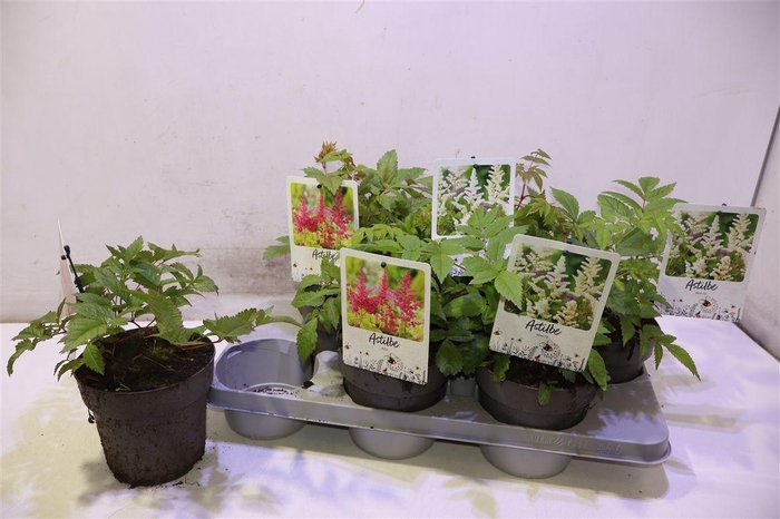 <h4>arr8 Astilb Gem 2 Kl Red & White</h4>