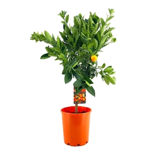 Citrus calamondin