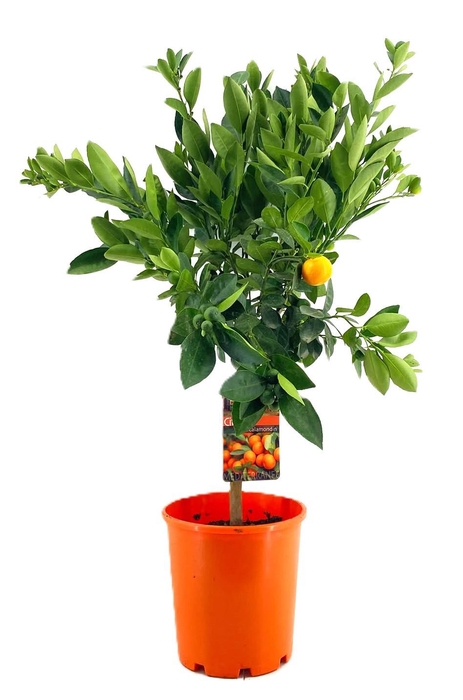 <h4>Citrus calamondin</h4>