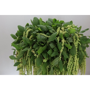 Amaranthus Ca Green Cord