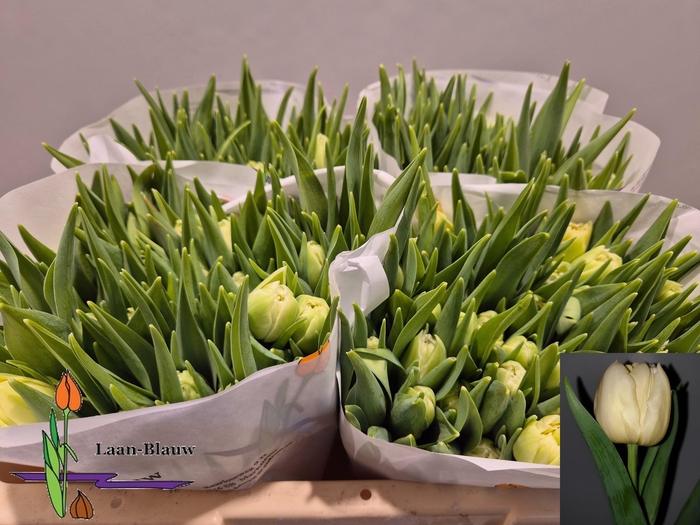 <h4>TU DU VERONA</h4>