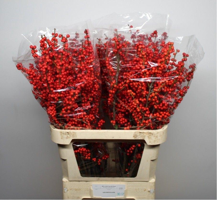 <h4>ILEX VE RODE BES</h4>