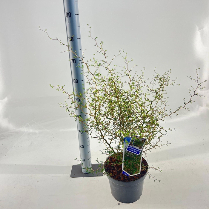 <h4>Sophora Little Baby</h4>