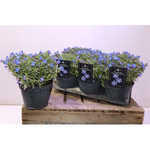 Glando Dif Heaven Bl