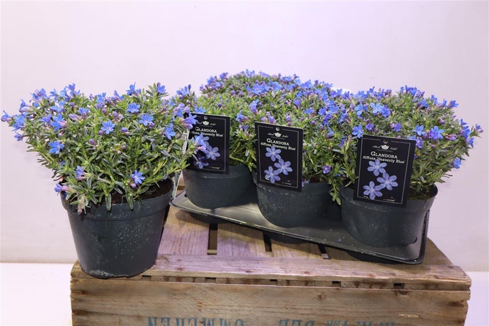 <h4>Glando Dif Heaven Bl</h4>