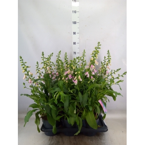 Digitalis purp. 'Hanabee Pink'