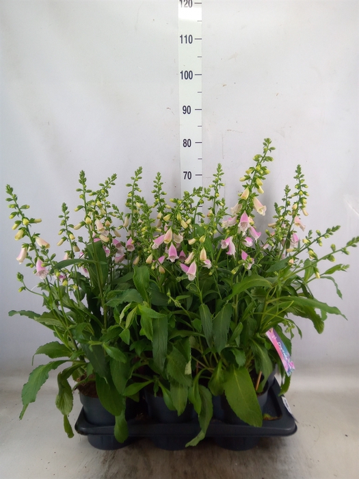 <h4>Digitalis purp. 'Hanabee Pink'</h4>