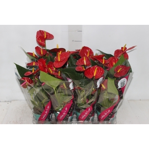 ANTHURIUM RED SUCCESS P09
