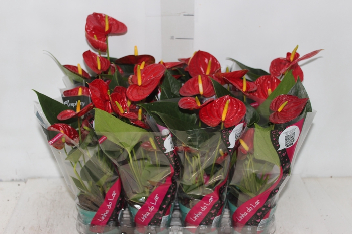 <h4>ANTHURIUM RED SUCCESS P09</h4>