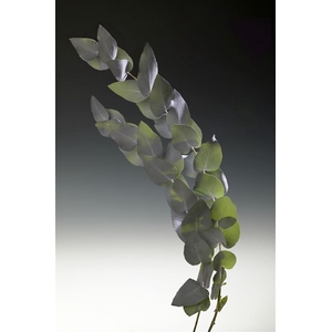 Euca Cinerea 50