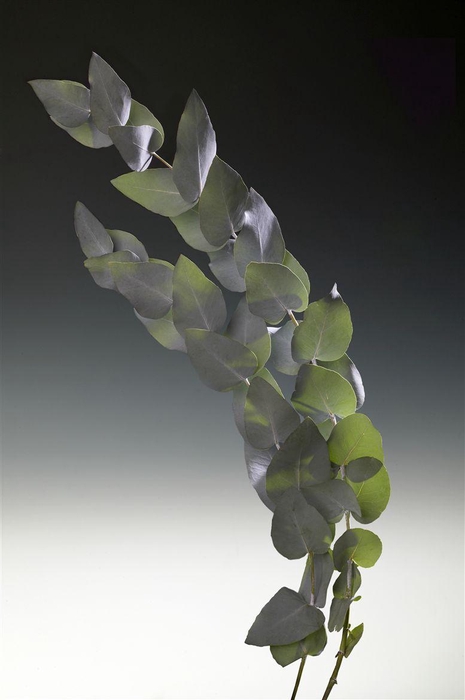 <h4>Euca Cinerea 50</h4>