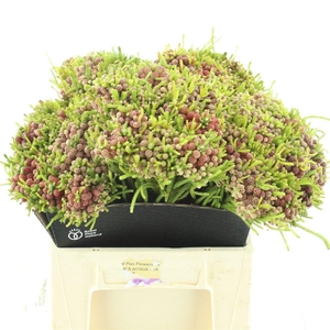 Kaaps Berzelia Strawberry