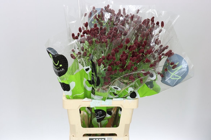 <h4>Sanguisorba Off Red Dream</h4>