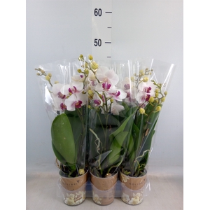 Phalaenopsis multi. 'FC Safe Haven'