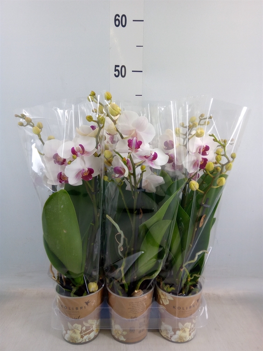 <h4>Phalaenopsis multi. 'FC Safe Haven'</h4>