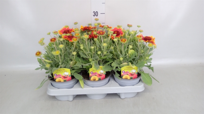 <h4>Gaillardia   ...</h4>