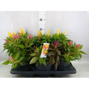 Celosia arg. PL 'Kelos Fire' .mix p