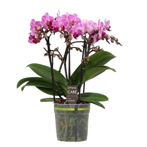 Flora P12 Pink Stripe 3-5 Spike