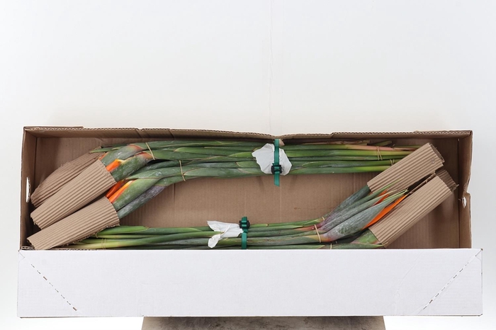 <h4>Strelitzia Box</h4>