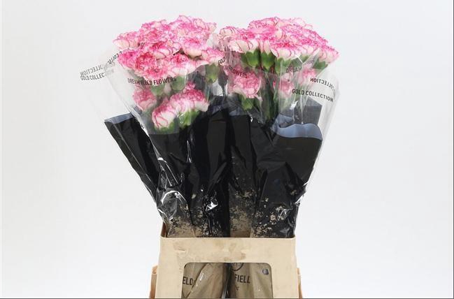 <h4>DI ST KOMACHI</h4>