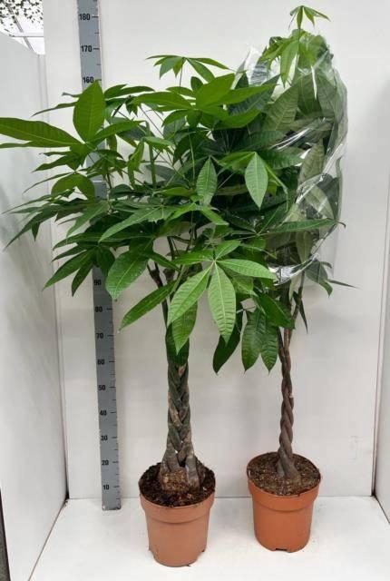 <h4>PACHIRA AQUATICA</h4>