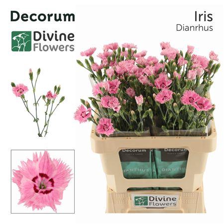 <h4>DI FIORINO IRIS</h4>