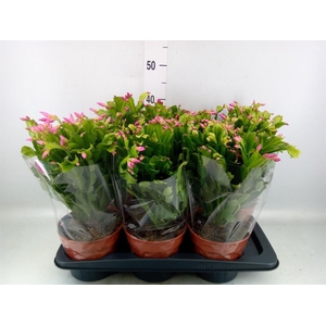 Schlumbergera   ...