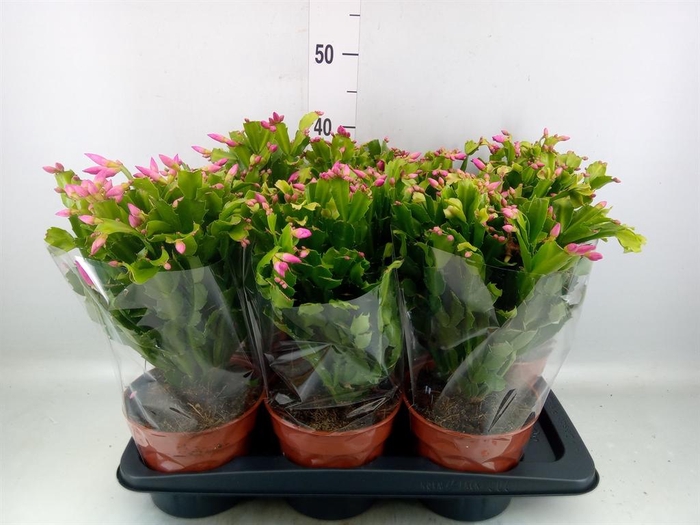 <h4>Schlumbergera   ...</h4>