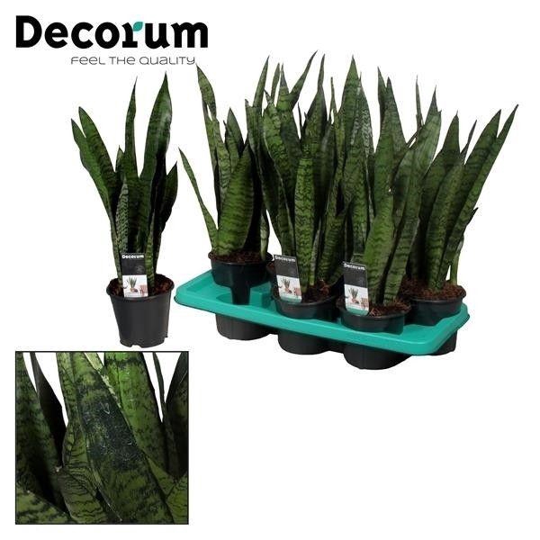 Sansevieria Spearmint