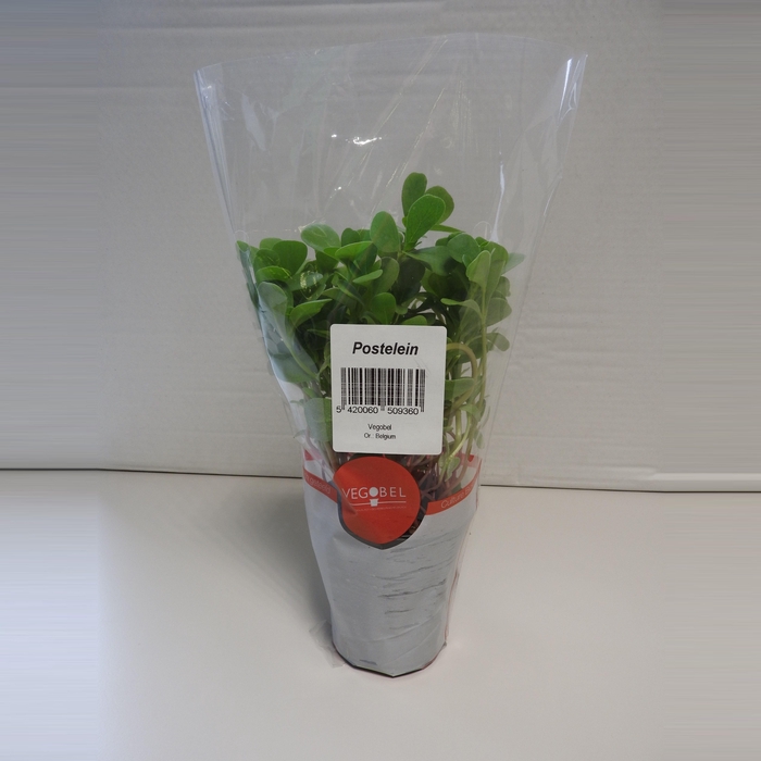 <h4>Postelein P9</h4>