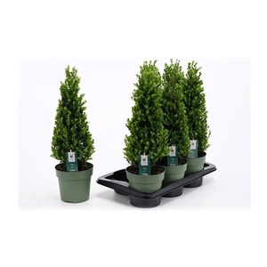 ILEX CRENATA JENNY