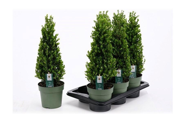 <h4>ILEX CRENATA JENNY</h4>