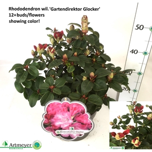 RHOD W GARTEND GLOCK