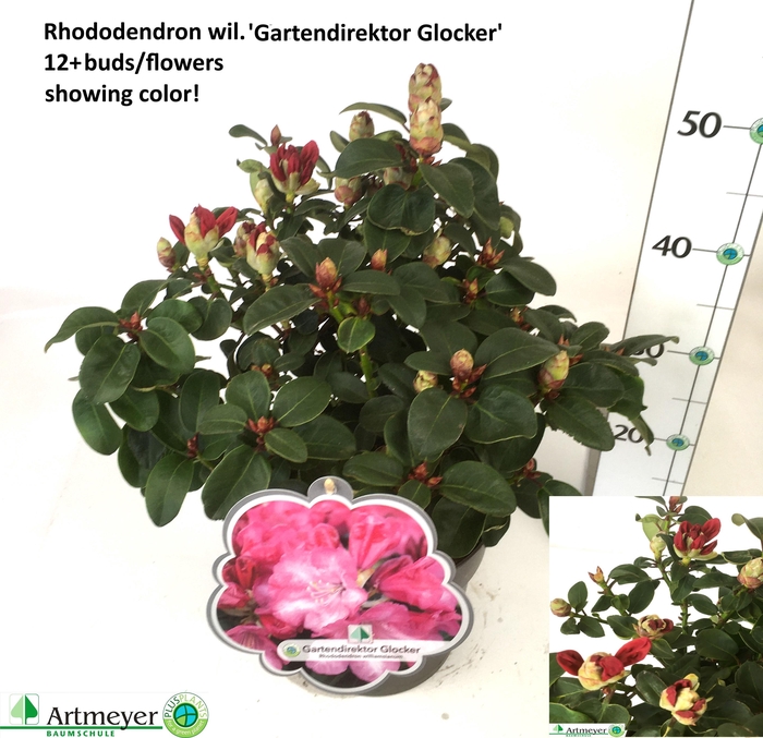 <h4>RHOD W GARTEND GLOCK</h4>