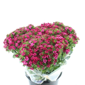 Di Barb Ball Fuchsia Super