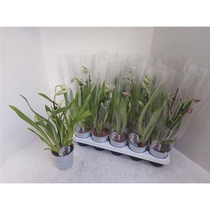 Miltoniopsis Ov 1 Branche