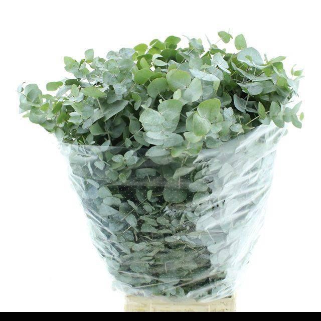 <h4>EUC CINEREA PER BOS</h4>